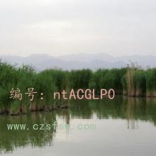 ζ