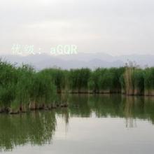 ǰ