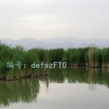 ˫