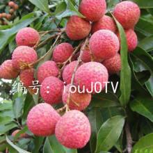 ḻ